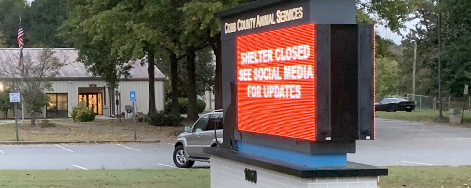 Tests Confirm Two Dogs in Cobb’s Animal Services Shelter Had “Strep Zoo